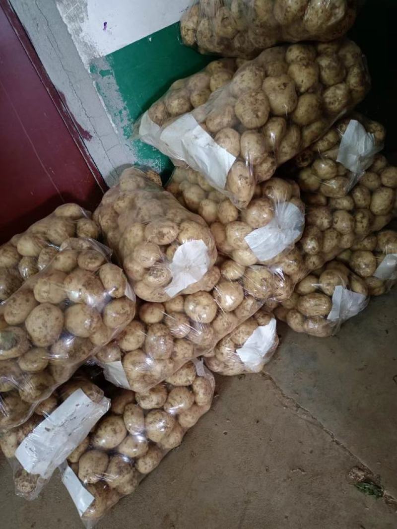 [精选]南阳中薯五号精品土豆大量上市货源充足
