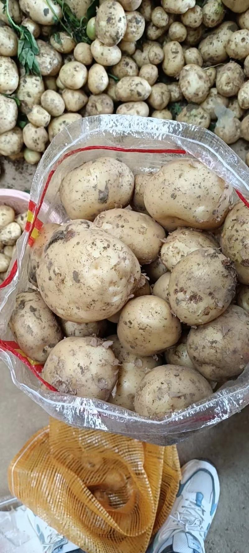 [精选]南阳中薯五号精品土豆大量上市货源充足