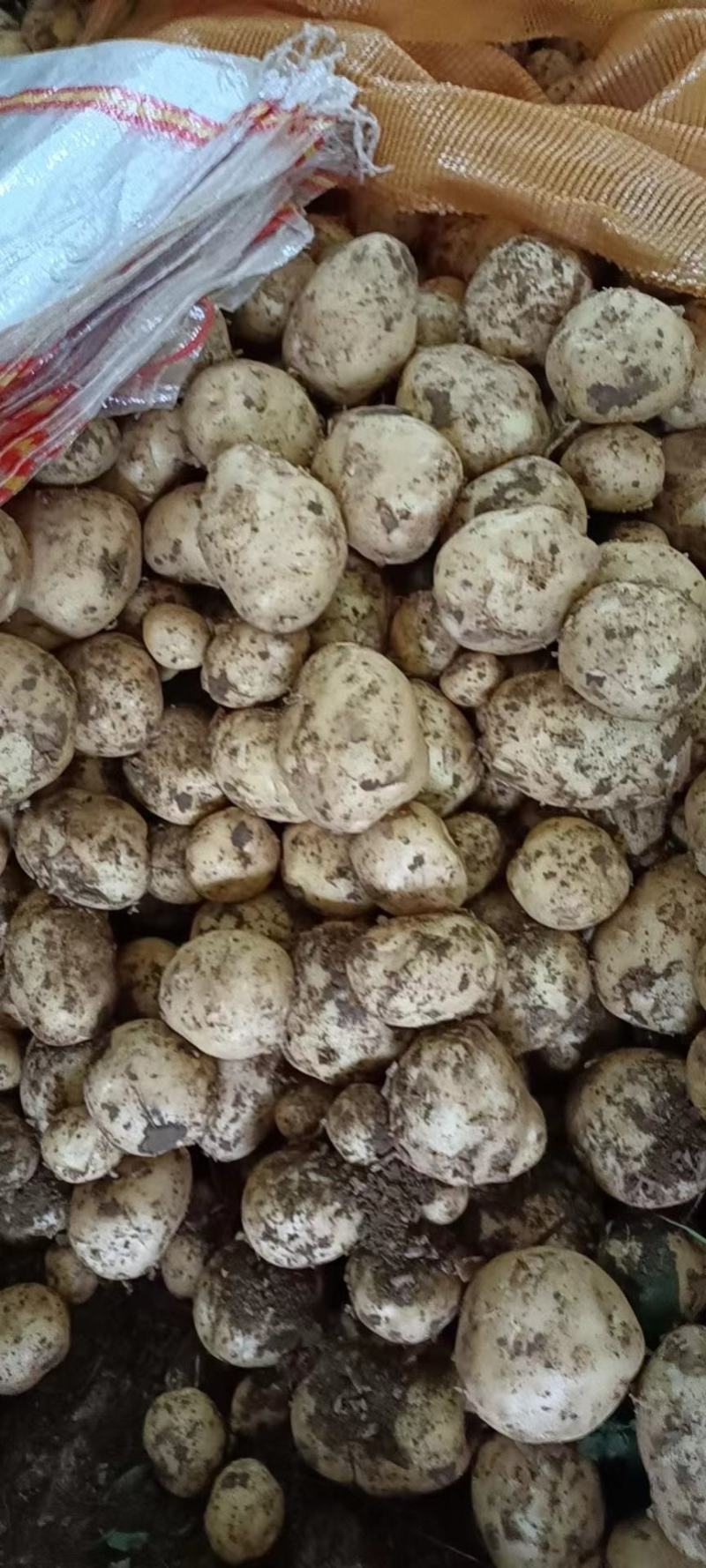 [精选]南阳中薯五号精品土豆大量上市货源充足