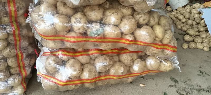 [精选]南阳中薯五号精品土豆大量上市货源充足