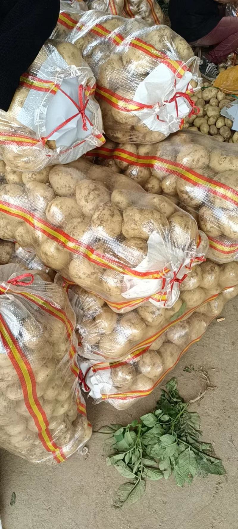 [精选]南阳中薯五号精品土豆大量上市货源充足
