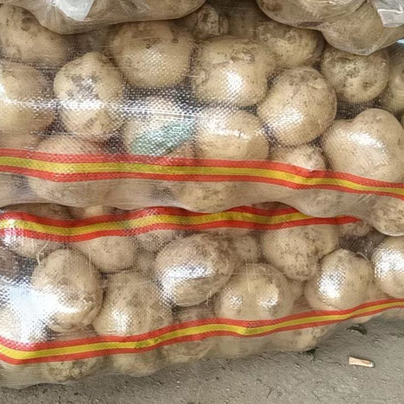 [精选]南阳中薯五号精品土豆大量上市货源充足