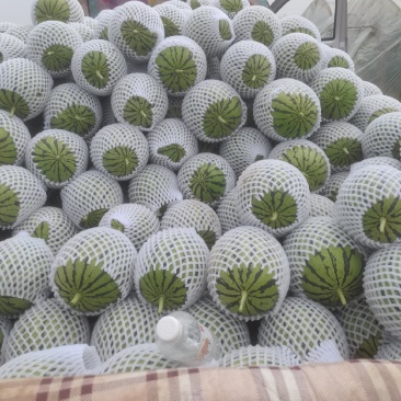 陕西蒲城吊兰西瓜大量有货，欢迎老板咨询选购