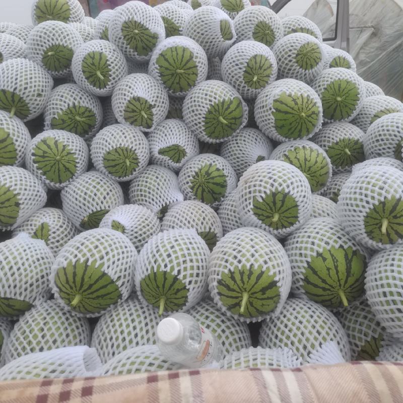 陕西蒲城吊兰西瓜大量有货，欢迎老板咨询选购