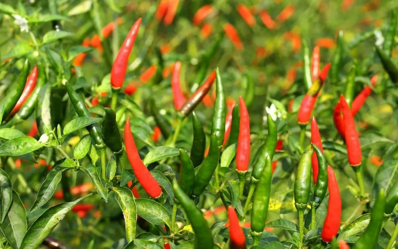 河南商丘艳红辣椒正在上市中，精品小米辣。