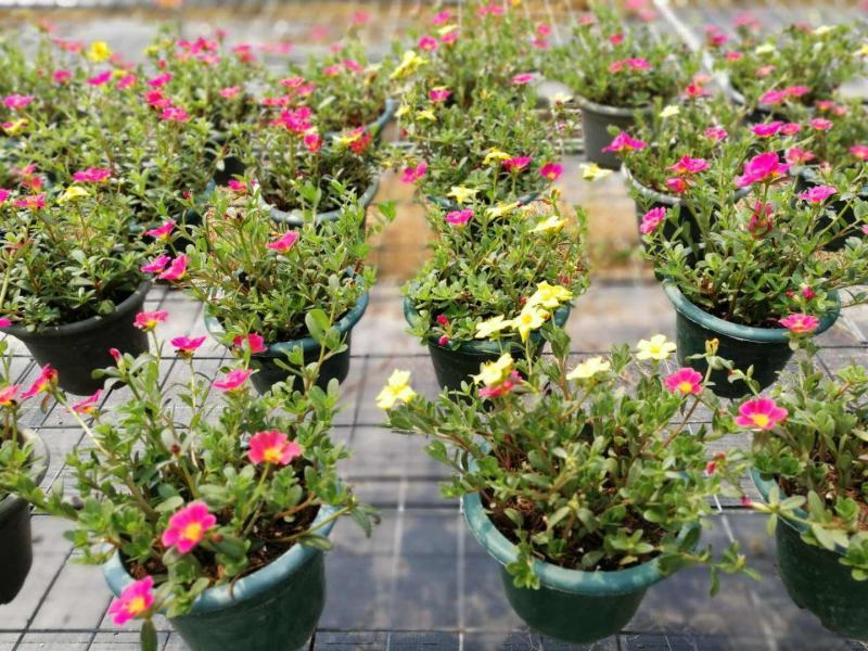太阳花盆栽苗重瓣新品进口宿根多色四季开花耐热花卉带花苞