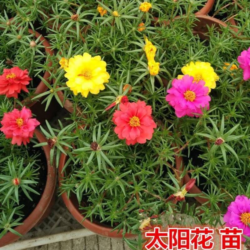太阳花盆栽苗重瓣新品进口宿根多色四季开花耐热花卉带花苞