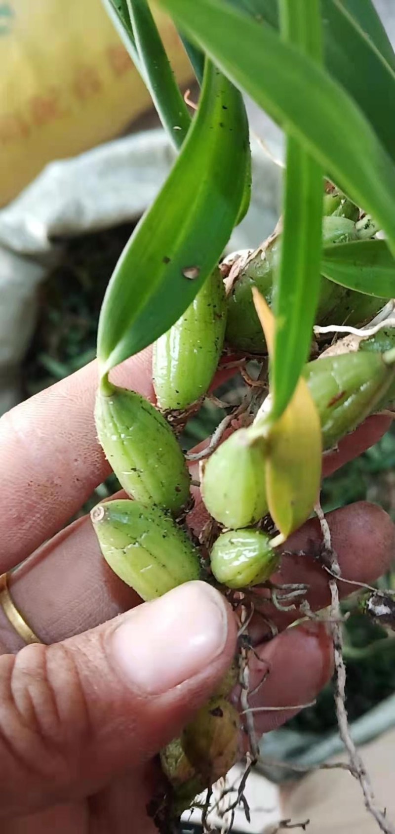 石橄榄