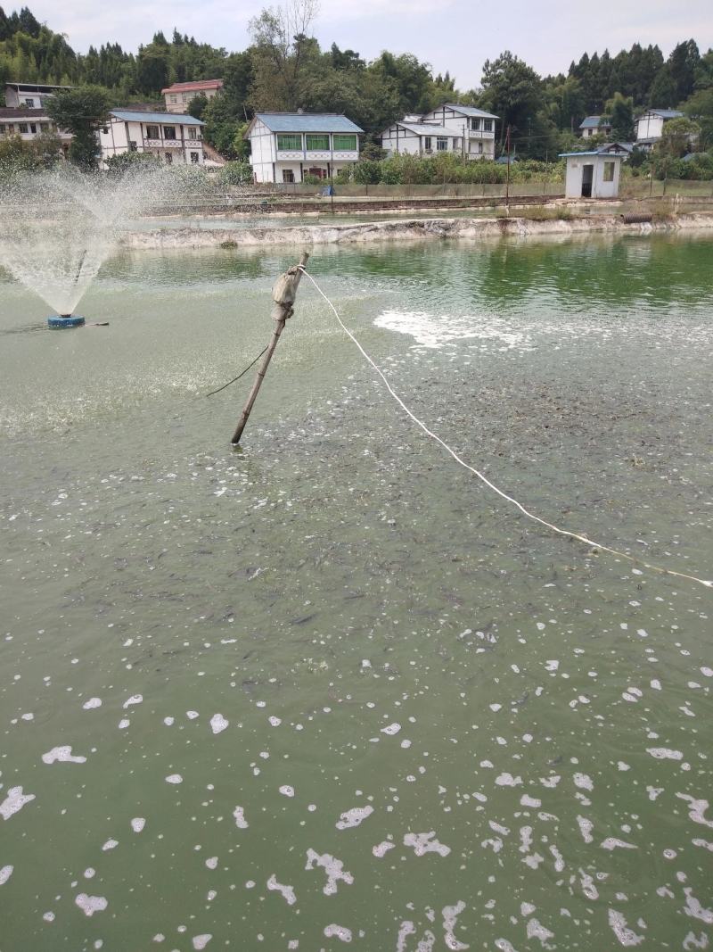 黄辣丁鱼苗，黄腊丁鱼苗，优良品种，包活基地批发价，包送，