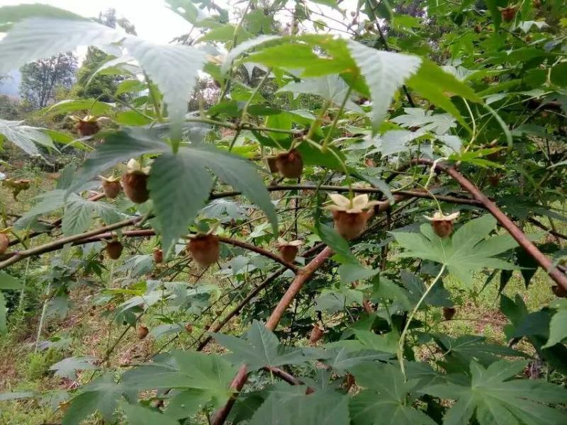 大瑶山高山优质掌叶覆盆子干货中药材大量供应，欢迎采购