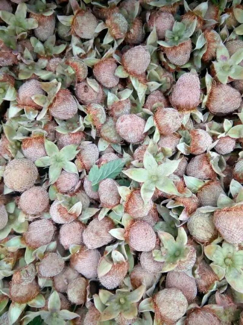 大瑶山高山优质掌叶覆盆子干货中药材大量供应，欢迎采购