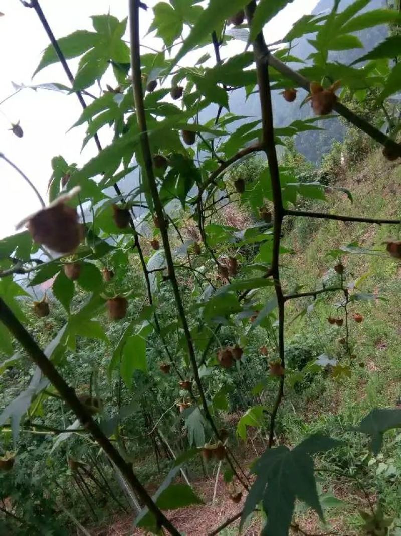 大瑶山高山优质掌叶覆盆子干货中药材大量供应，欢迎采购