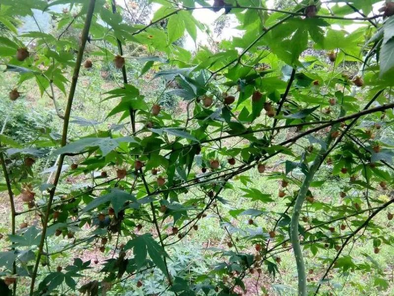 大瑶山高山优质掌叶覆盆子干货中药材大量供应，欢迎采购