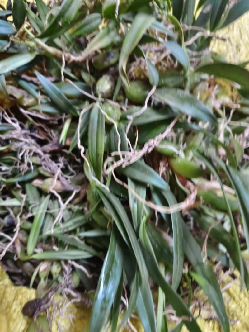 石橄榄