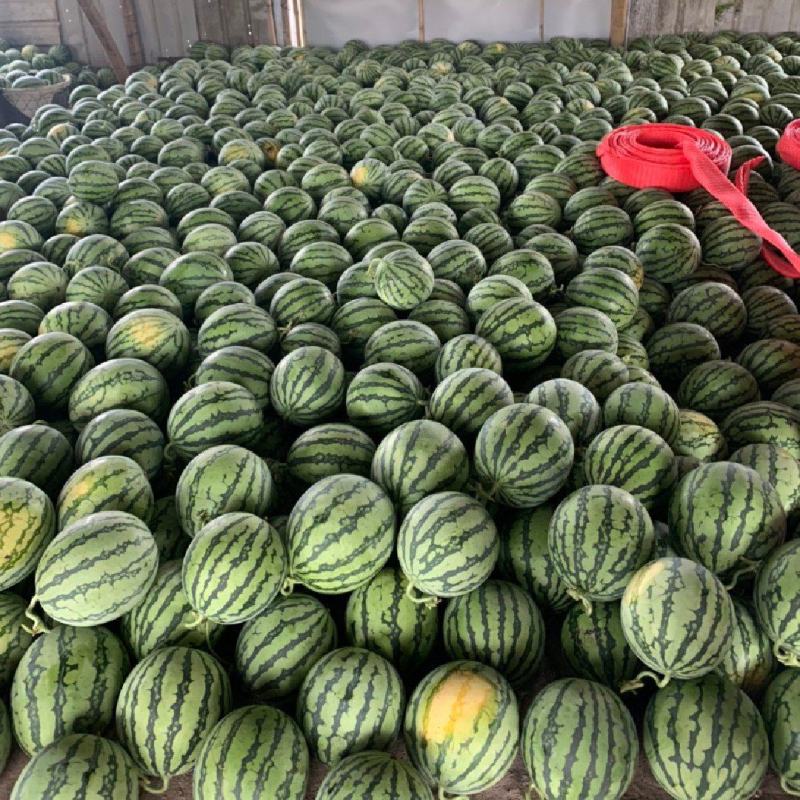 美都西瓜麒麟西瓜8424西瓜大量上市大吨位供应