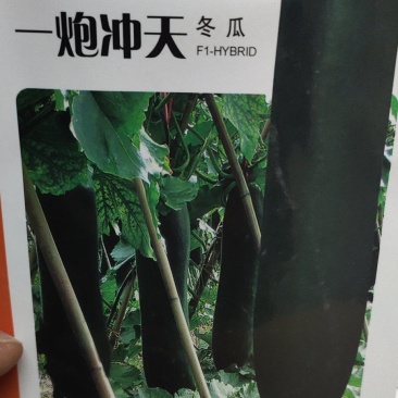 冬瓜种子一炮冲天生长势旺，中晚熟，坐瓜多，