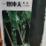 冬瓜种子一炮冲天生长势旺，中晚熟，坐瓜多，