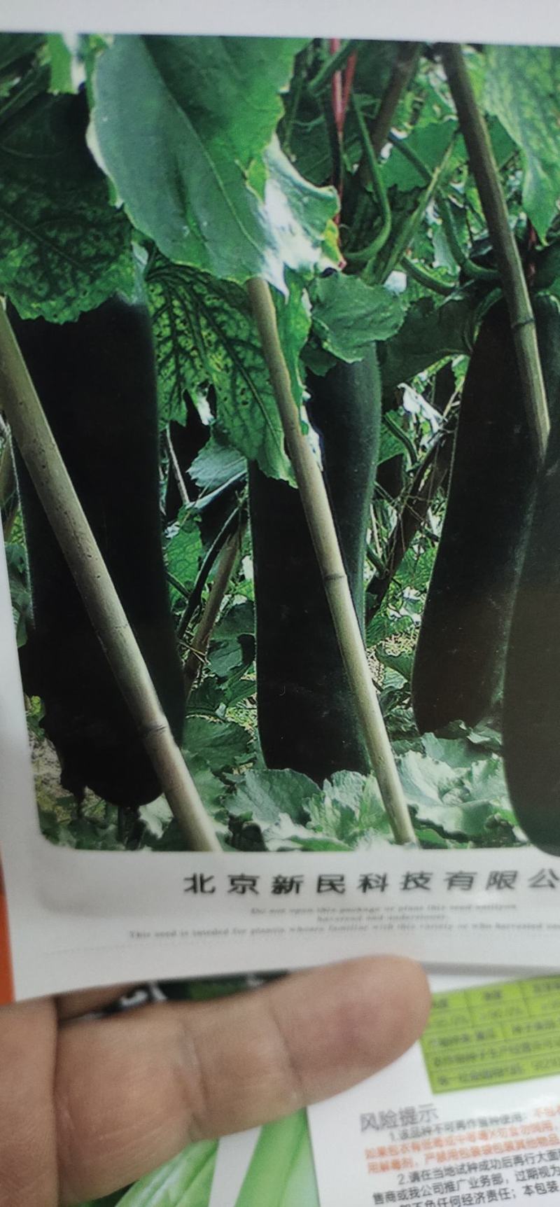 冬瓜种子一炮冲天生长势旺，中晚熟，坐瓜多，