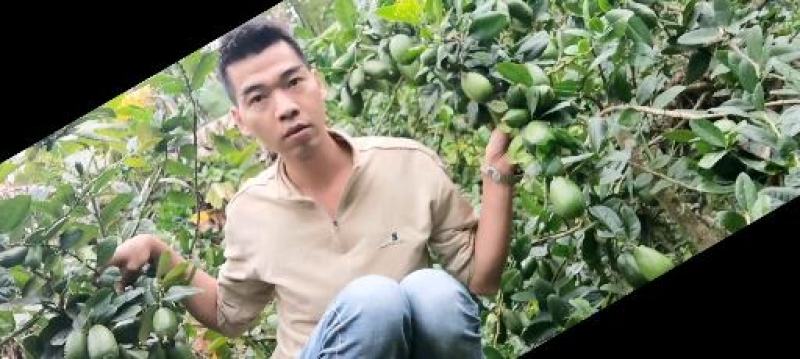 子弹头一一香水柠檬