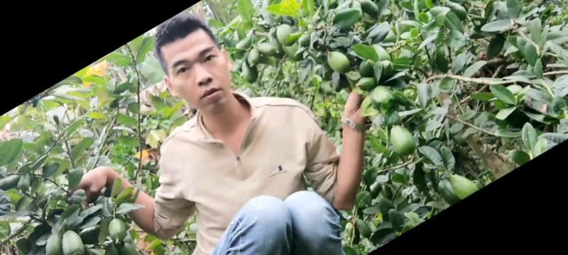 子弹头一一香水柠檬