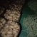荷兰十五土豆货源充足质量上乘欢迎来电咨询洽谈