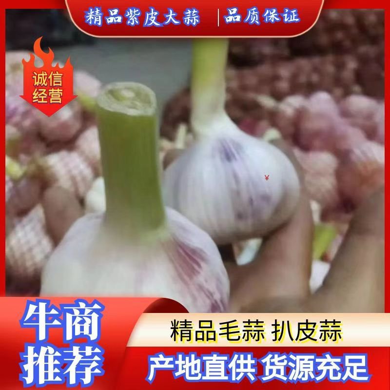 2026年，紫皮蒜大量上市中，货源充足，专业代办，代发。