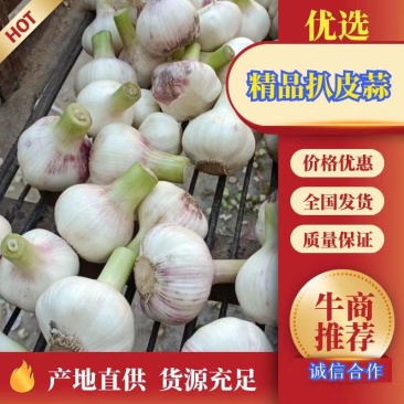精品大蒜，毛蒜，拔皮大蒜，货源充足，产地直供，专业代发