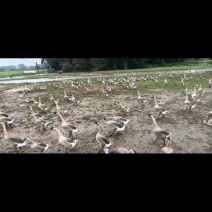阳江杂