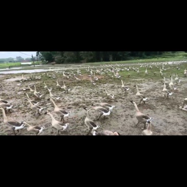 阳江杂