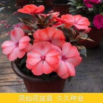 凤仙花盆栽庭院阳台草本花卉植物透骨草指甲花小桃红带花栽好