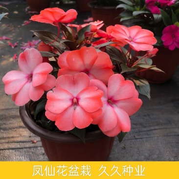 凤仙花盆栽庭院阳台草本花卉植物透骨草指甲花小桃红带花栽好