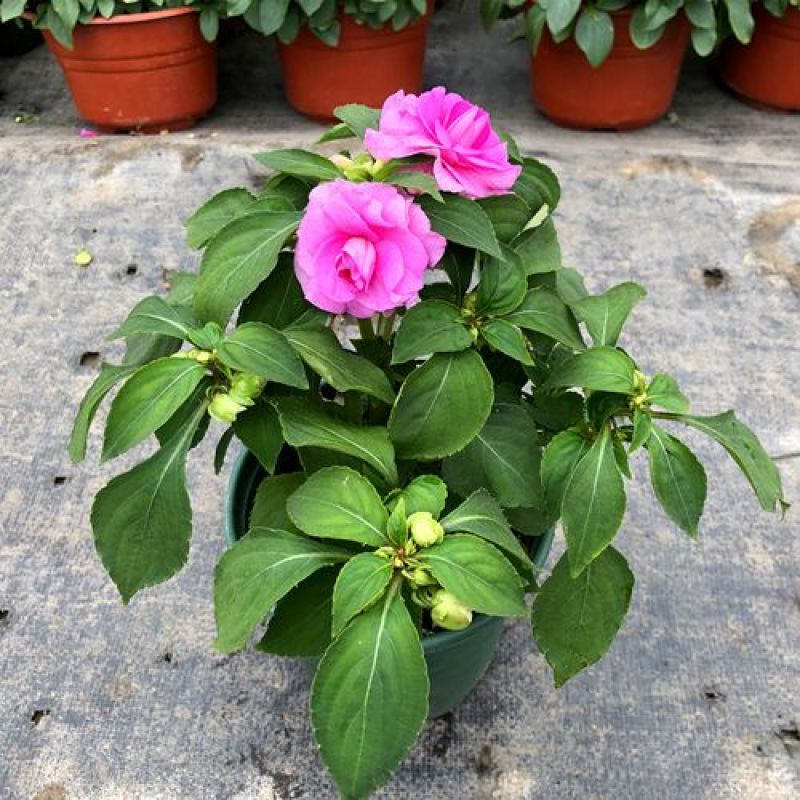 凤仙花盆栽庭院阳台草本花卉植物透骨草指甲花小桃红带花栽好