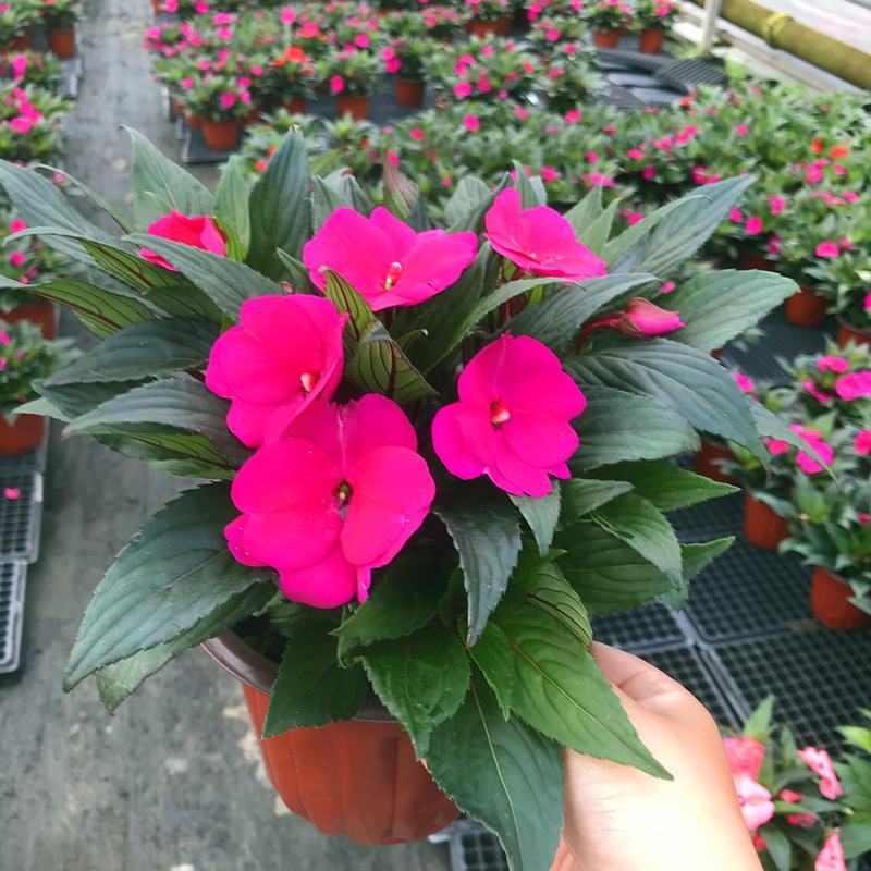 凤仙花盆栽庭院阳台草本花卉植物透骨草指甲花小桃红带花栽好