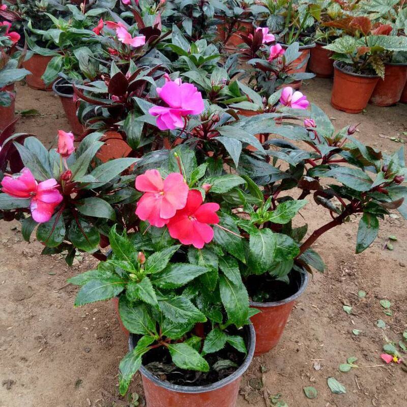 凤仙花盆栽庭院阳台草本花卉植物透骨草指甲花小桃红带花栽好