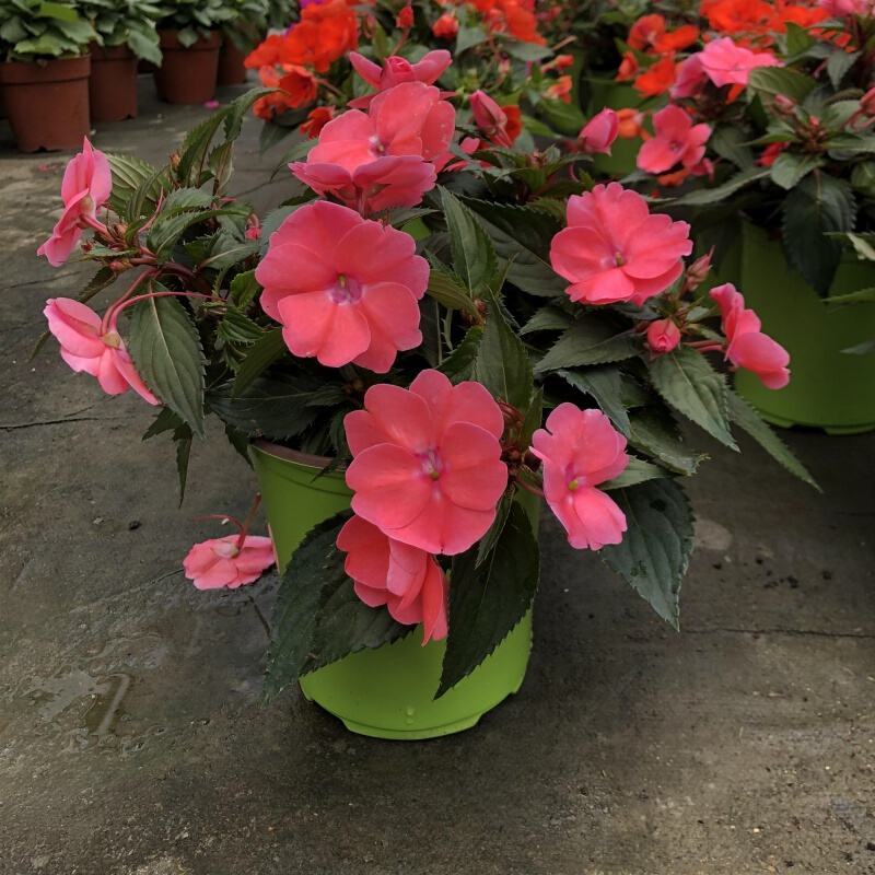 凤仙花盆栽庭院阳台草本花卉植物透骨草指甲花小桃红带花栽好