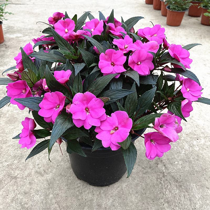 凤仙花盆栽庭院阳台草本花卉植物透骨草指甲花小桃红带花栽好