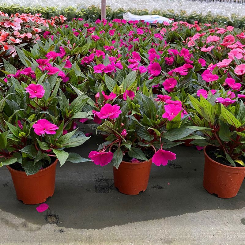 凤仙花盆栽庭院阳台草本花卉植物透骨草指甲花小桃红带花栽好