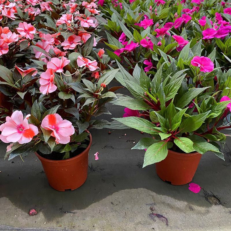 凤仙花盆栽庭院阳台草本花卉植物透骨草指甲花小桃红带花栽好
