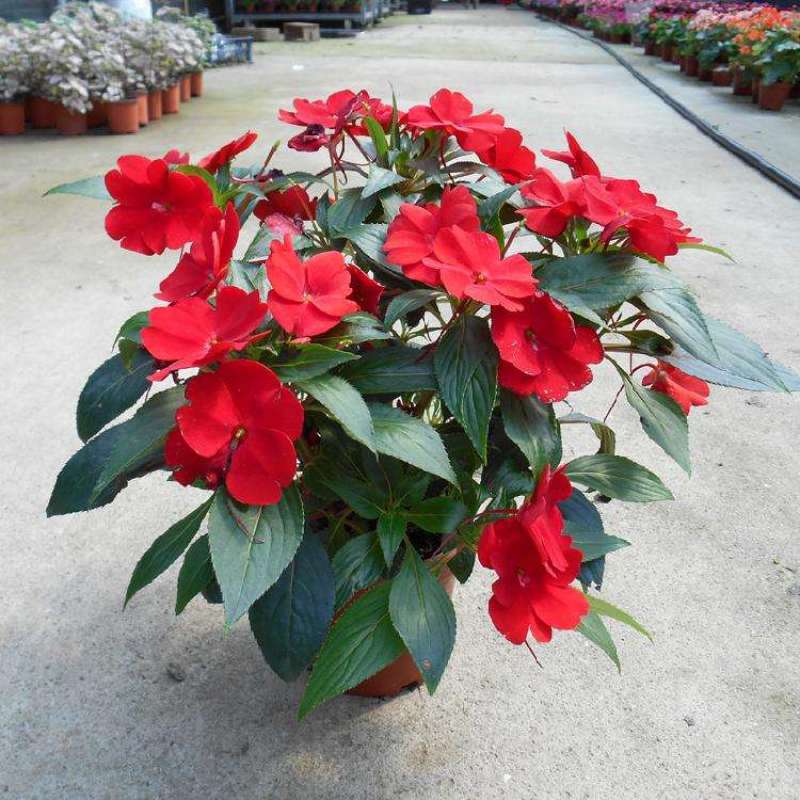 凤仙花盆栽庭院阳台草本花卉植物透骨草指甲花小桃红带花栽好
