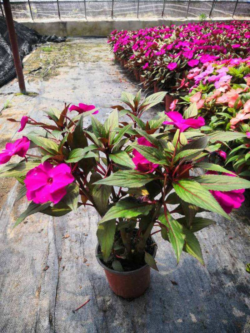 凤仙花盆栽庭院阳台草本花卉植物透骨草指甲花小桃红带花栽好