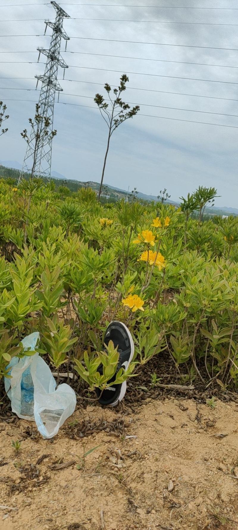 映山红黄杜鹃羊踯躅基地发货，一手货源，欢迎来电咨询