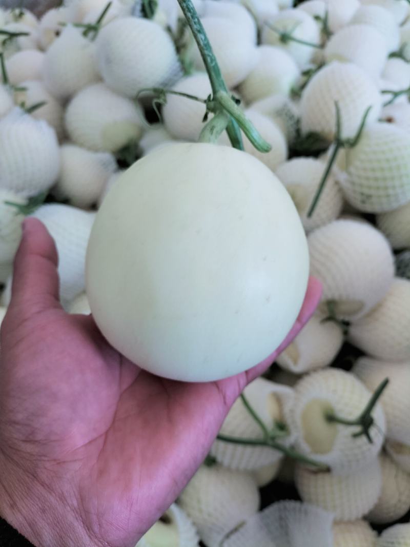 白沙蜜薄皮甜瓜，口感脆甜，含糖量高，专业种植只做精品