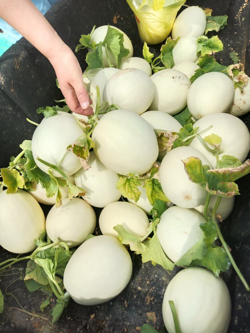 上海南汇玉菇甜瓜，二十年种植专业户