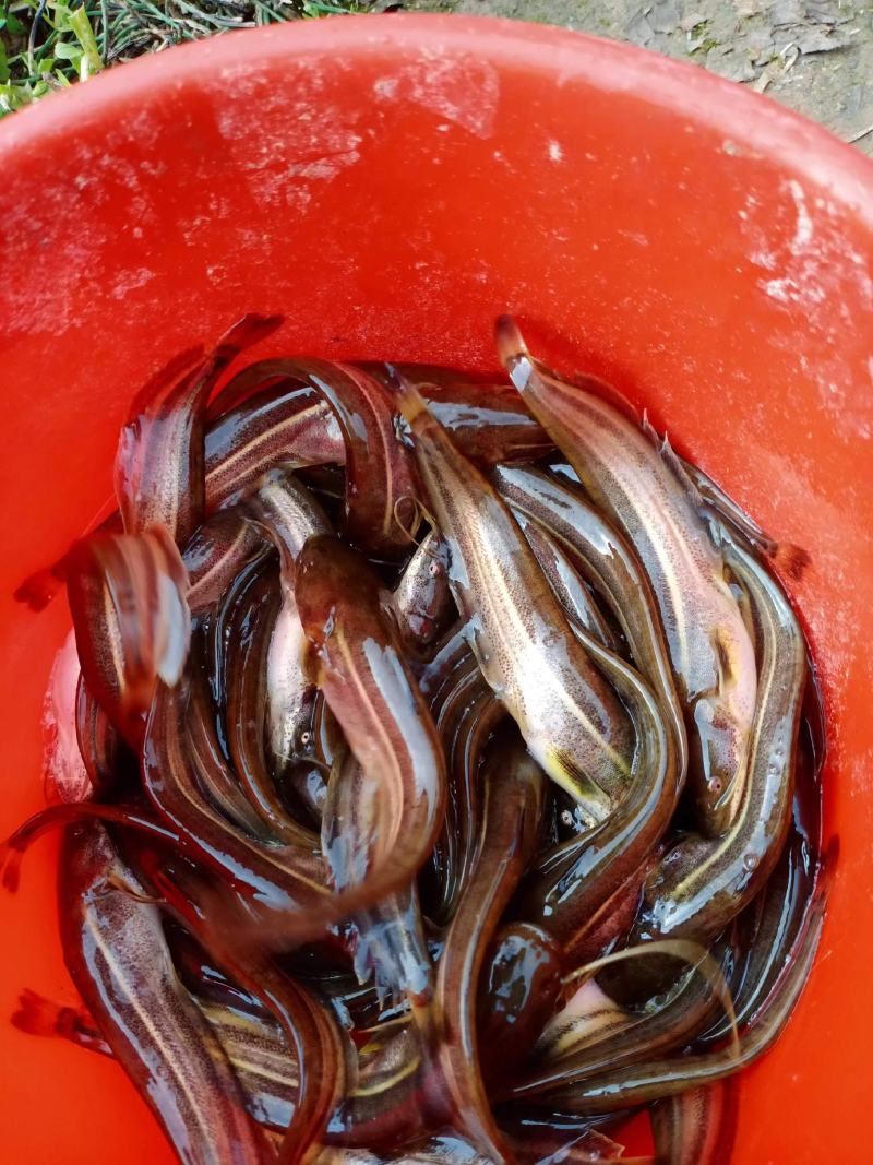 大口鲢鱼苗，翘壳，青波鱼苗，抗病力强，提供技术，包送货