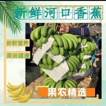 香蕉云南河口香蕉新鲜采摘产地现采现发品质保障欢迎选购