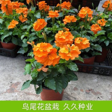 鸟尾花盆栽带花发客厅草本花卉茶几办公桌春夏开花室内好养