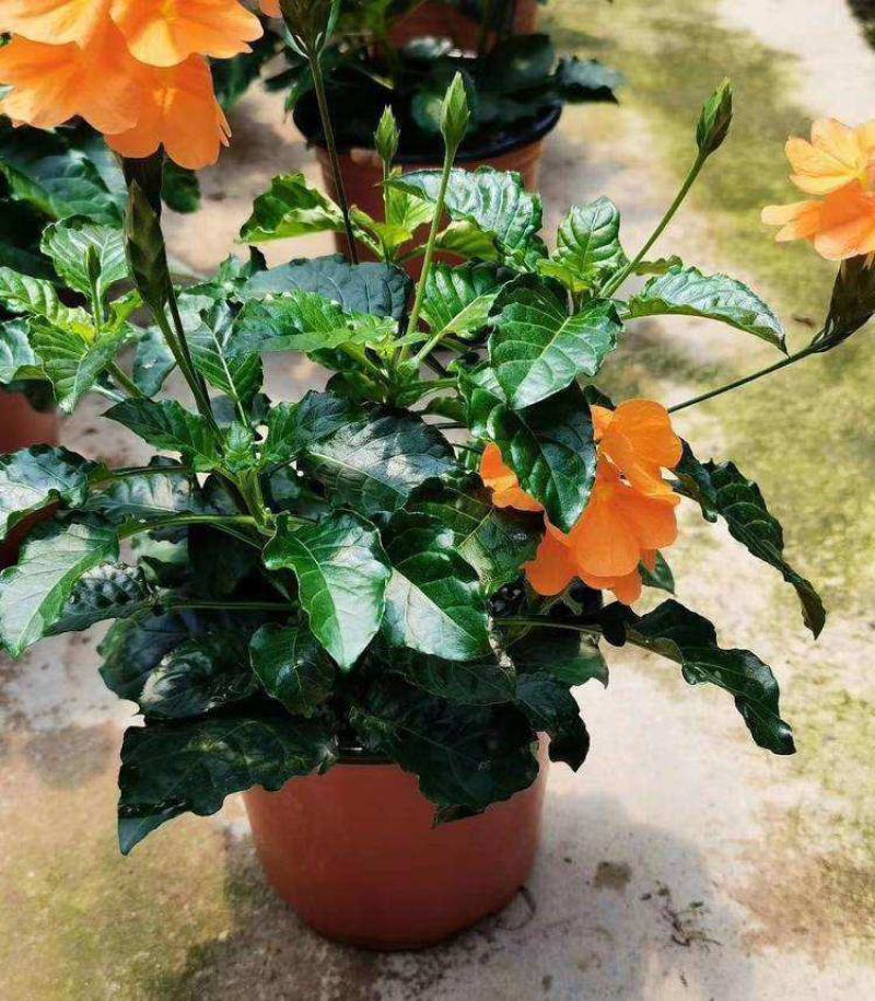 鸟尾花盆栽带花发客厅草本花卉茶几办公桌春夏开花室内好养