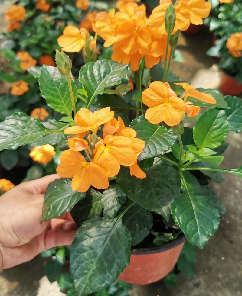 鸟尾花盆栽带花发客厅草本花卉茶几办公桌春夏开花室内好养