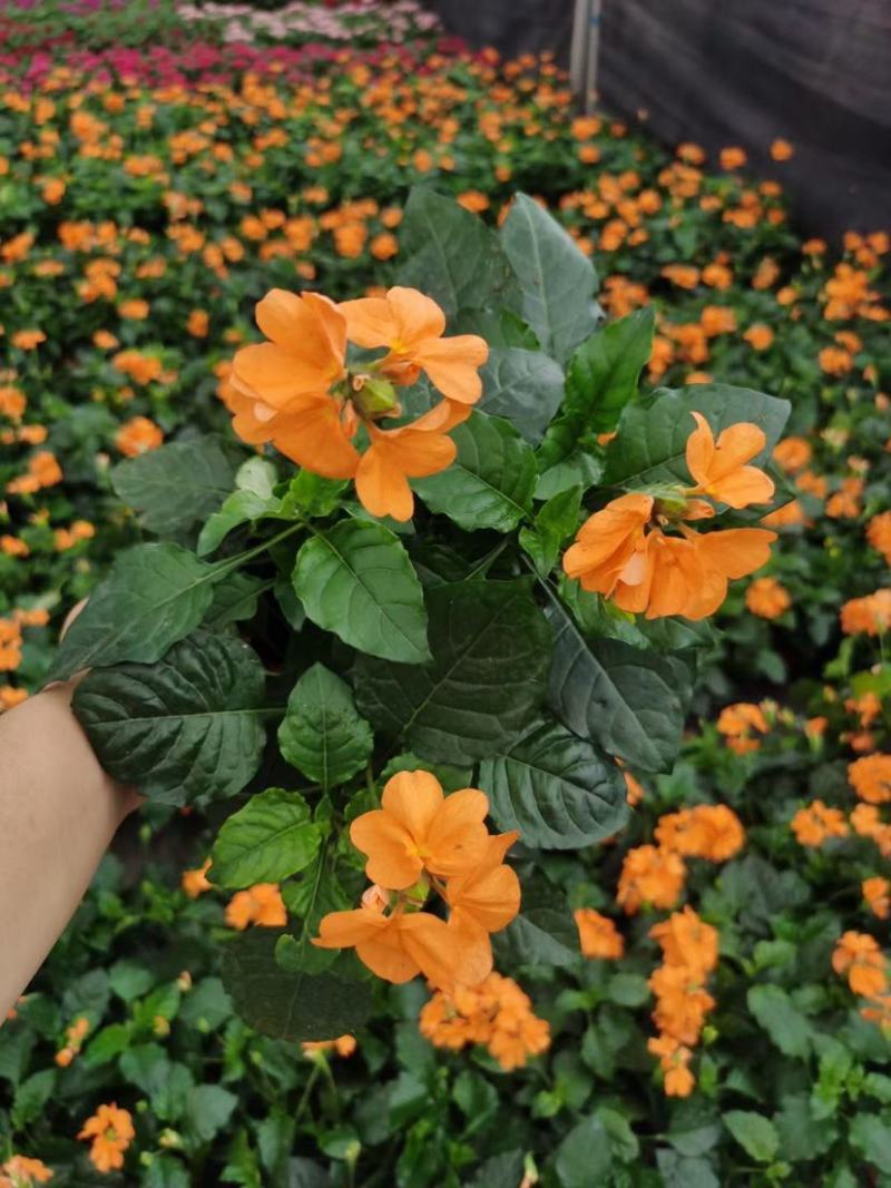 鸟尾花盆栽带花发客厅草本花卉茶几办公桌春夏开花室内好养