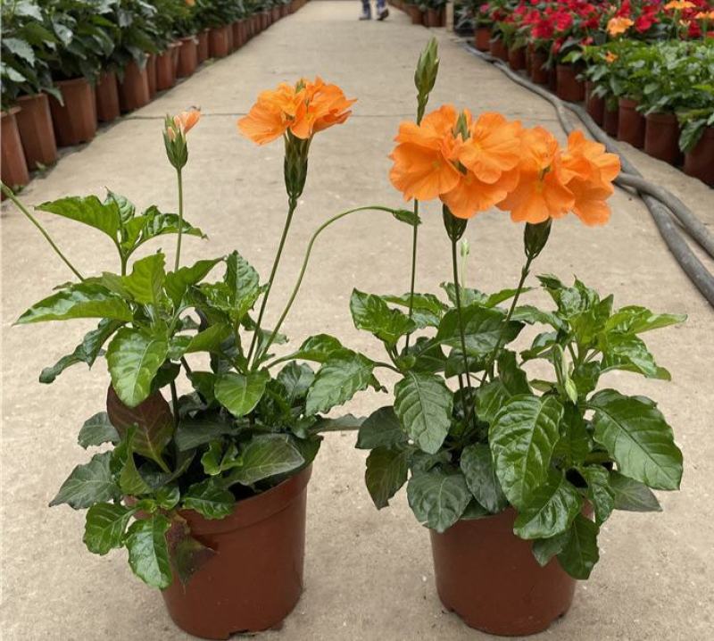 鸟尾花盆栽带花发客厅草本花卉茶几办公桌春夏开花室内好养